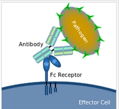 流式實(shí)驗(yàn)全套Buffer 流式實(shí)驗(yàn)全套Buffer